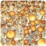 Псилоцибиновые (галлюциногенные) грибы Psilocybin "Golden Teacher" в Севастополе Псилоцибиновые (галлюциногенные) грибы Psilocybin "Golden Teacher" в Севастополе