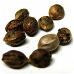 Семена марихуаны АК-47  (Seeds AK-47) в Севастополе